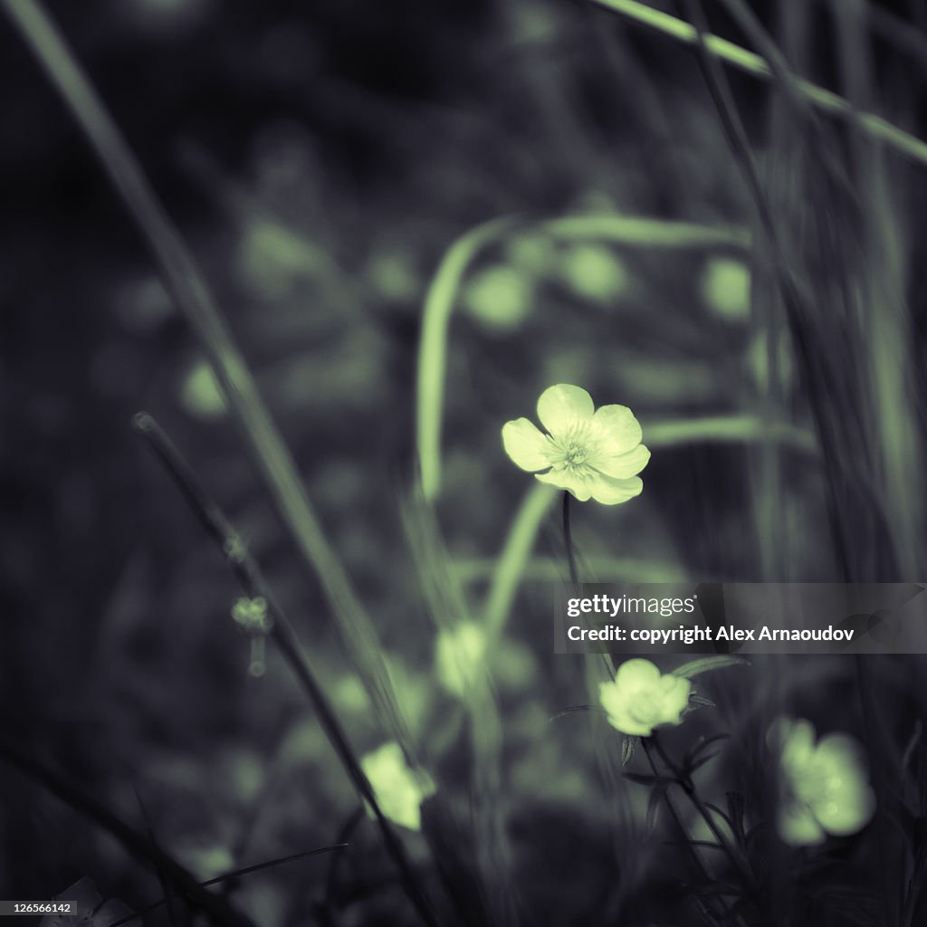 Spring flowers