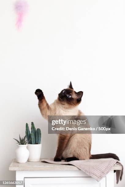 close-up of cat reaching for feather toy against white background, moscow, russia - gatto siamese foto e immagini stock