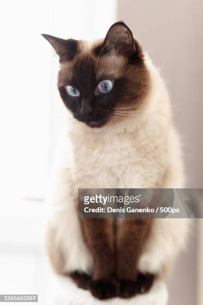 close-up portrait of cat sitting on floor, moscow, russia - gato siamés fotografías e imágenes de stock
