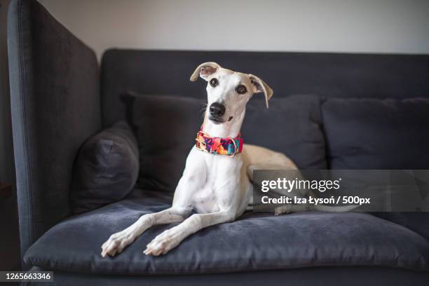 portrait of dog sitting on sofa at home, inwad, poland - whippet stock pictures, royalty-free photos & images