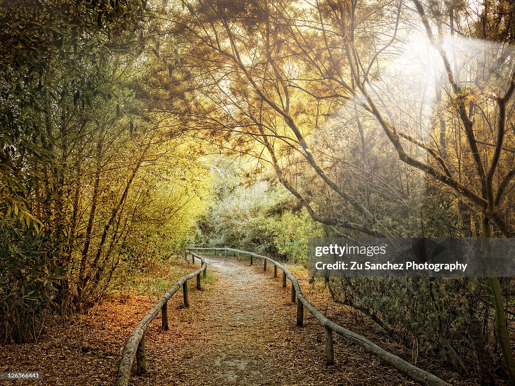 Treew Path Tree With Path High-Res Stock Photo - Getty Images