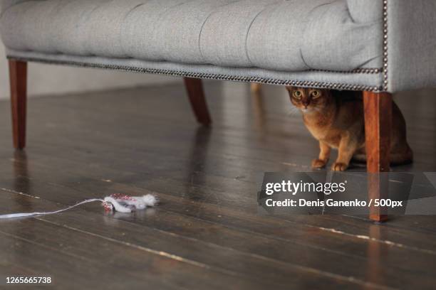 abyssinian cat hides under the sofa, moscow, russia - under sofa stockfoto's en -beelden