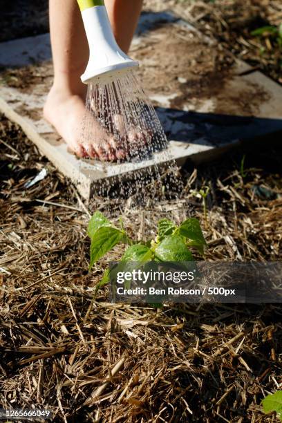 child watering vegetables in the back garden, alice springs, australia - alice waters stock-fotos und bilder