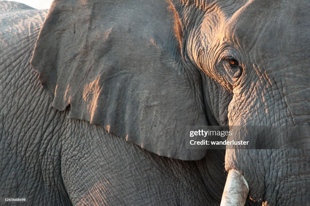 Primer plano de elefante