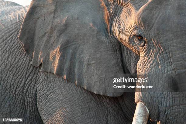 close up of elephant - elephant tusk stock pictures, royalty-free photos & images