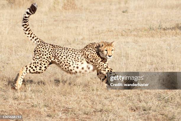 ghepardo in esecuzione - cheetah foto e immagini stock