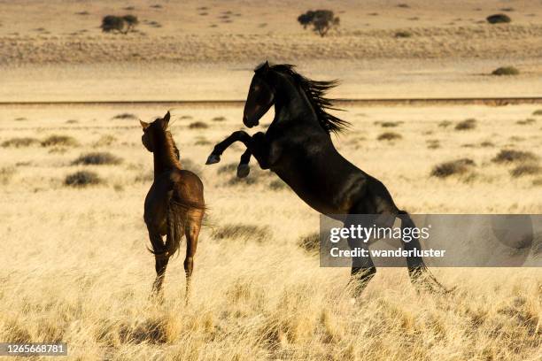 chevaux sauvages en namibie - se cabrer photos et images de collection