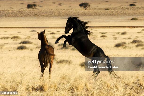 vilda hästar i namibia - rearing up bildbanksfoton och bilder