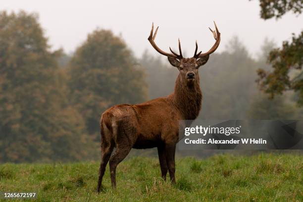 deer stag - veado macho imagens e fotografias de stock