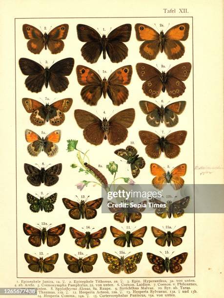 Butterflies and caterpillars in Central Europe 4, Epinephele Janira, Epinephele Tithonus, Epin., Hyperanthus, from., Arete, Coenonympha Pamphylus,...