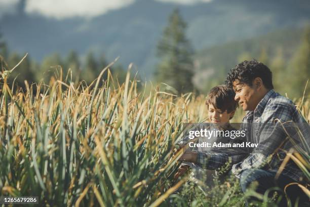 farmer and young son inspect garlic crop - umweltverantwortung stock-fotos und bilder