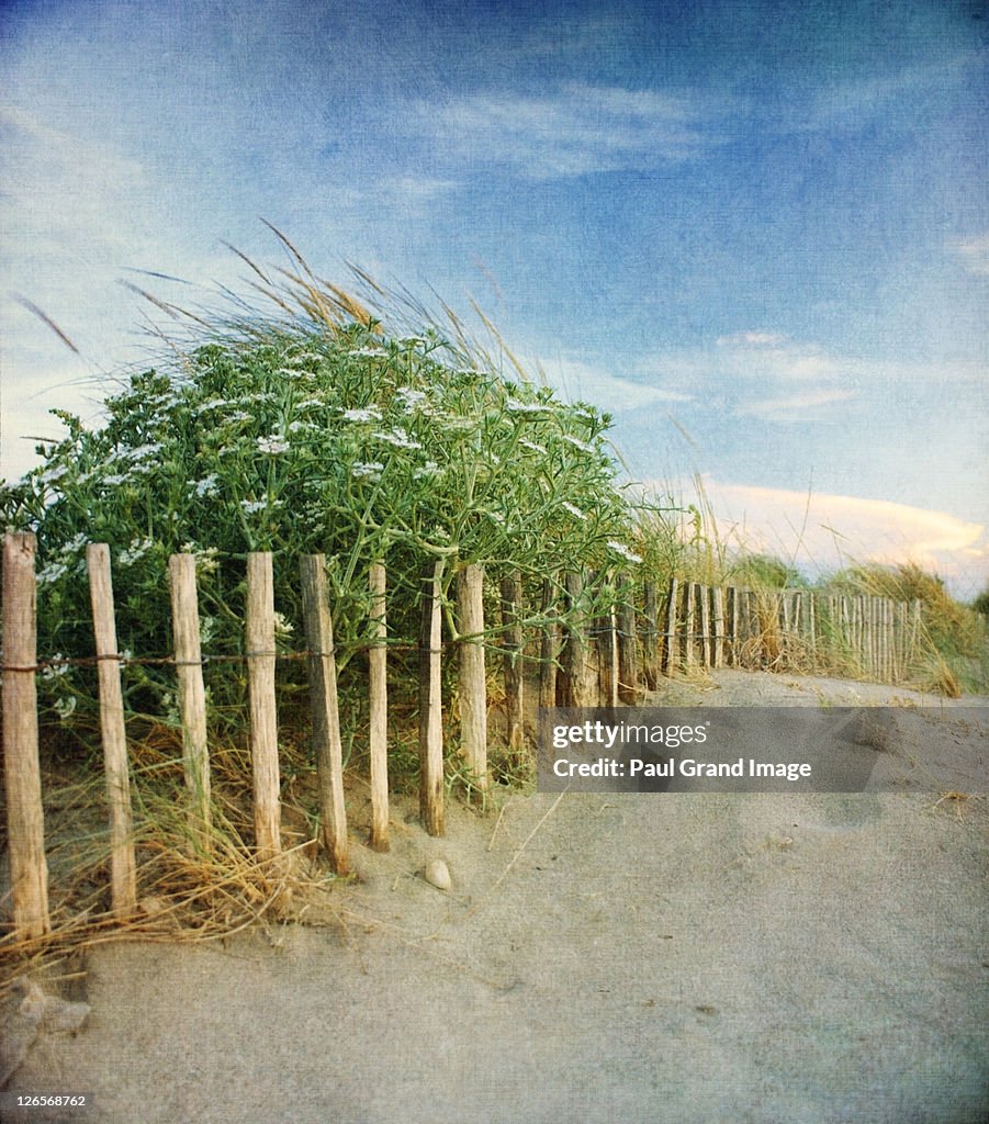 Dune plants