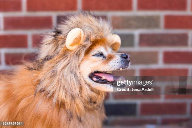 happy dog wearing costume, pomeranian dog wearing lion costume - lion costume stock pictures, royalty-free photos & images