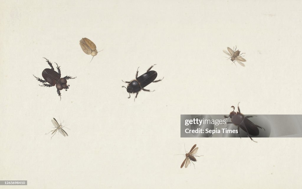 Study of Beetles and Moths