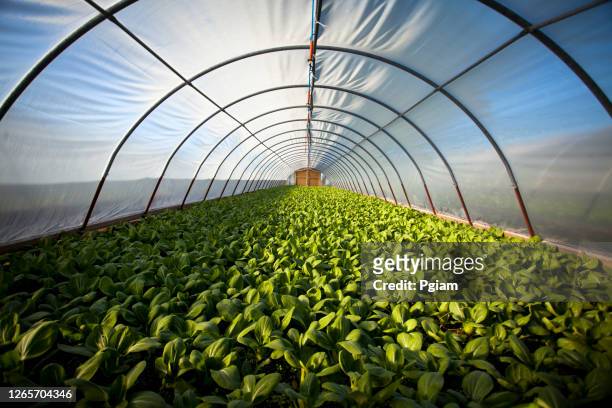 organic greenhouse - organic farming imagens e fotografias de stock