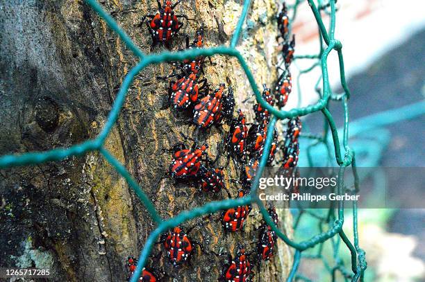 close-up of spotted lanterflies - spotted lanternflies stock pictures, royalty-free photos & images