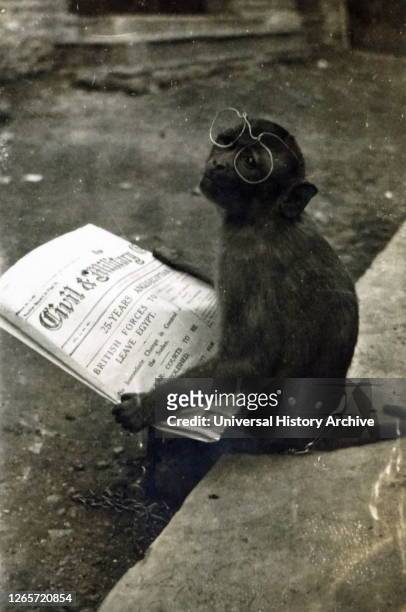 Photograph of a small monkey holding a newspaper and wearing reading glasses..
