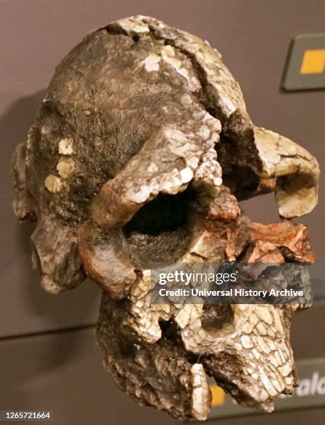 The Kenyanthropus platyops, a 3.5 to 3.2-million-year-old hominin fossil discovered in Lake Turkana, Kenya.