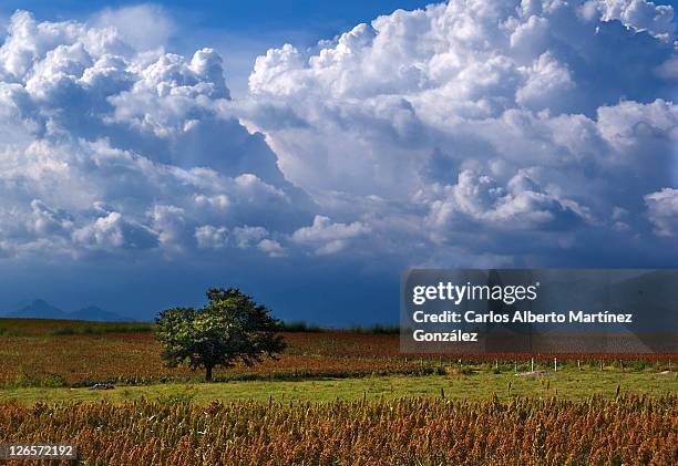 tree in field - morelos stock pictures, royalty-free photos & images