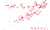cherry blossom, pink flower and brunch