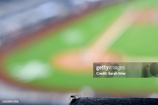Spider crawls across a railing during the eighth inning between the New York Yankees and the Atlanta Braves at Yankee Stadium on August 12, 2020 in...