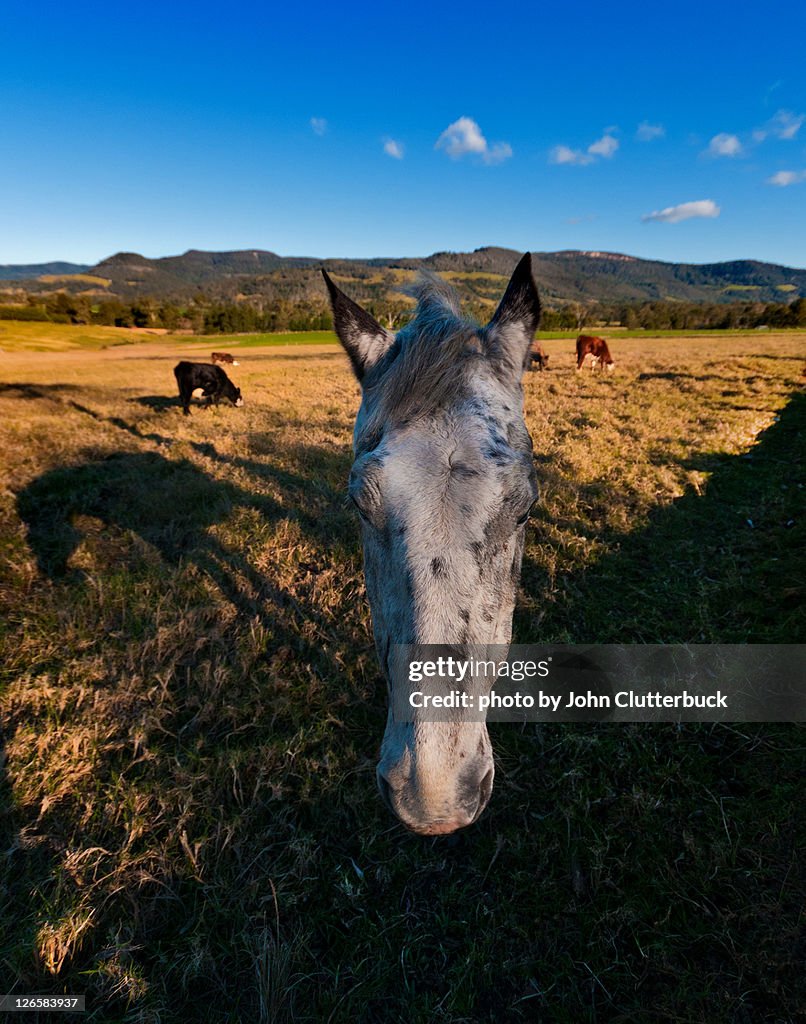 Old grey Mare