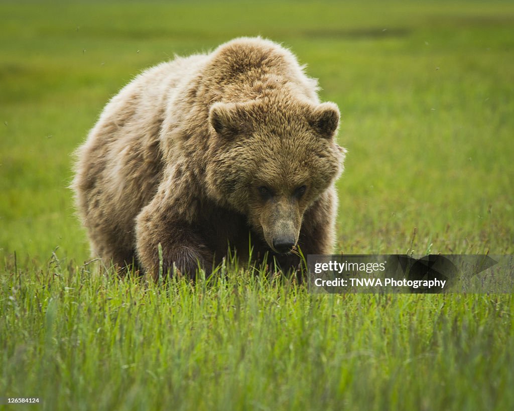 Brown bear