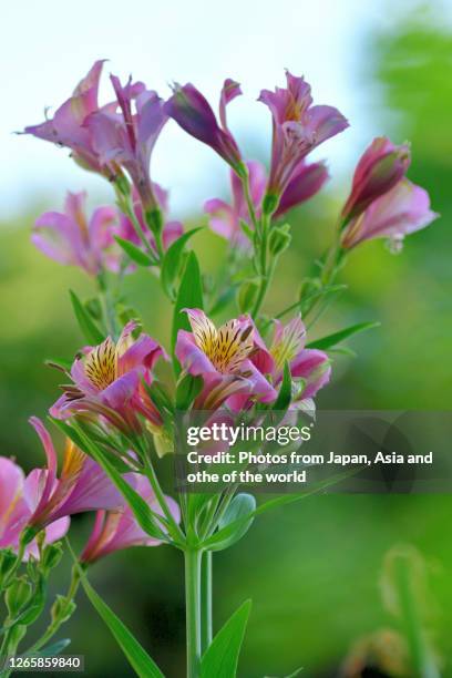 Pacific Sunset Hybrids Peruvian Lily Tubers – Alstroemeria Psittacina, 10 Pack, Hummingbird Friendly