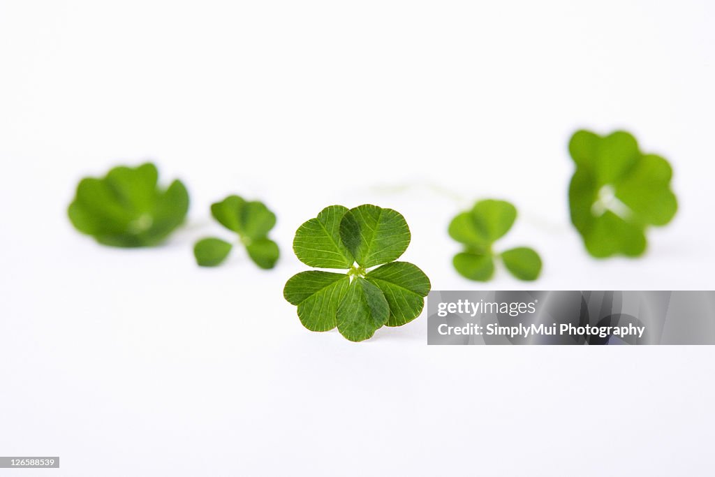 Group of Lucky Clovers