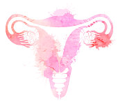 Pink silhouette anatomical uterus with watercolor splashes. Healthy female body. Woman power. Uterus with tube and ovaries. Vector illustration