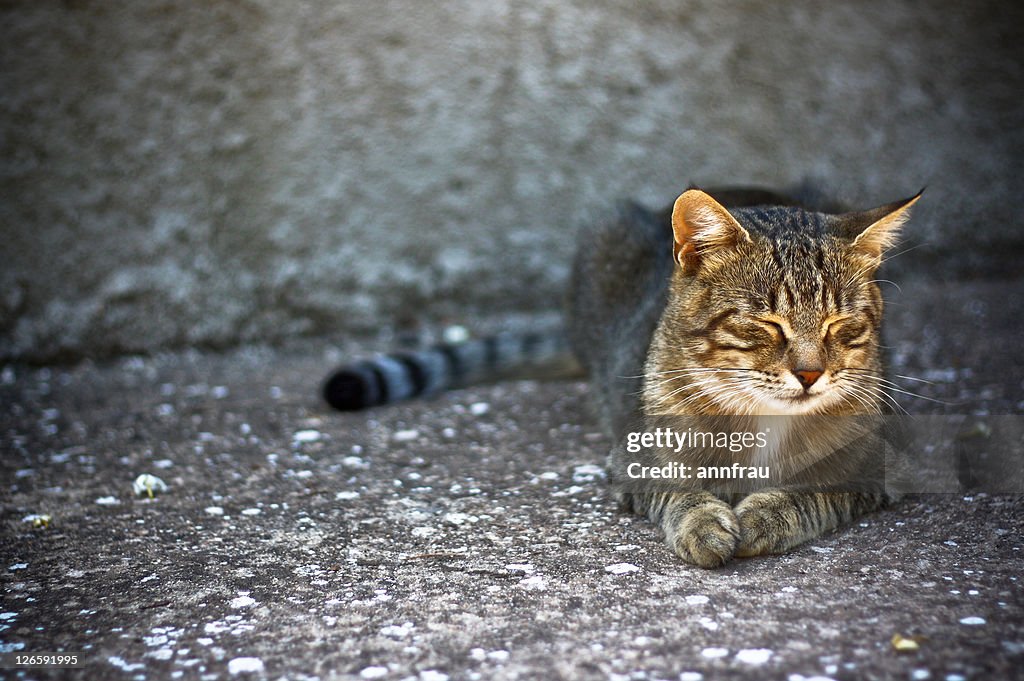 Cat relaxing under sun