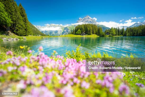 flowers on shores of lake arnisee, switzerland - lake reflection stock pictures, royalty-free photos & images