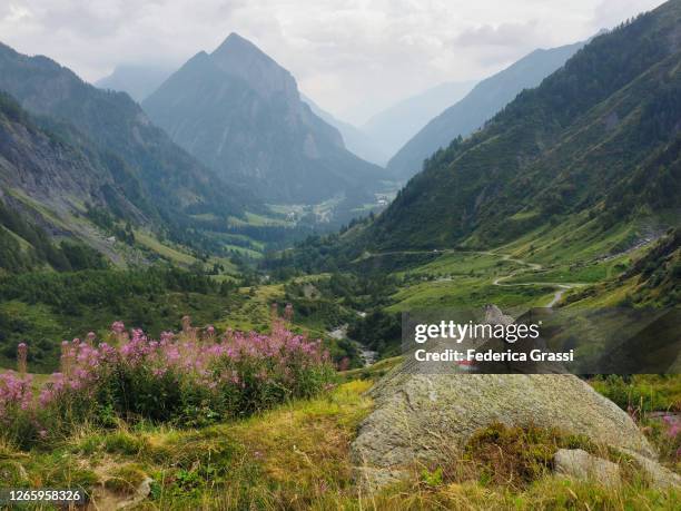 marmot sitting on a granite rock in val camadra, switzerland - 1 august schweiz stock-fotos und bilder