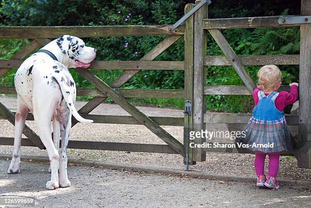 girl and an enormous great dane pet dog - dogge stock-fotos und bilder