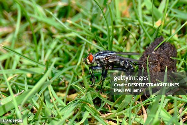 flesh fly (sarcophagidae) - mosca de la carne fotografías e imágenes de stock