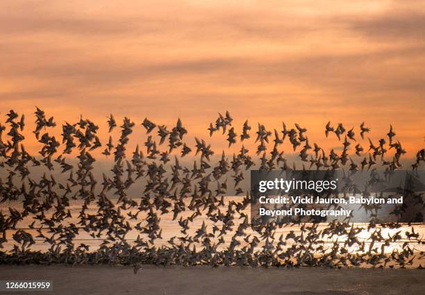 orange sky at sunrise with amazing flock of birds at jones beach - dunlin bird stock pictures, royalty-free photos & images