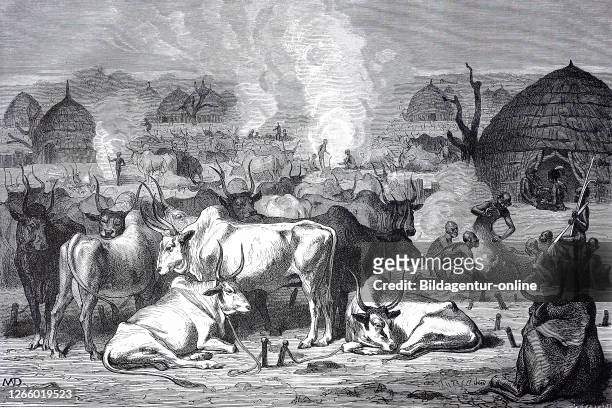 Zebu cattle at a Dinka village in Africa / Zebu Rinder bei einem Dorf der Dinkas in Afrika, Reproduction of an original print from the 19th century,...