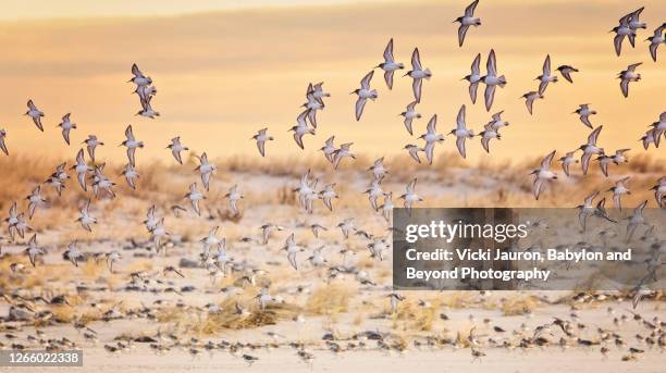 beautiful soft panorama of birds in flight at jones beach, long island - jones beach stock pictures, royalty-free photos & images