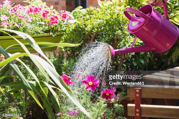 person watering plants and summer flowers on balcony - balcony stock-fotos und bilder