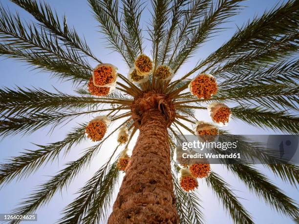 date palm treestanding against sun - date palm tree stock-fotos und bilder