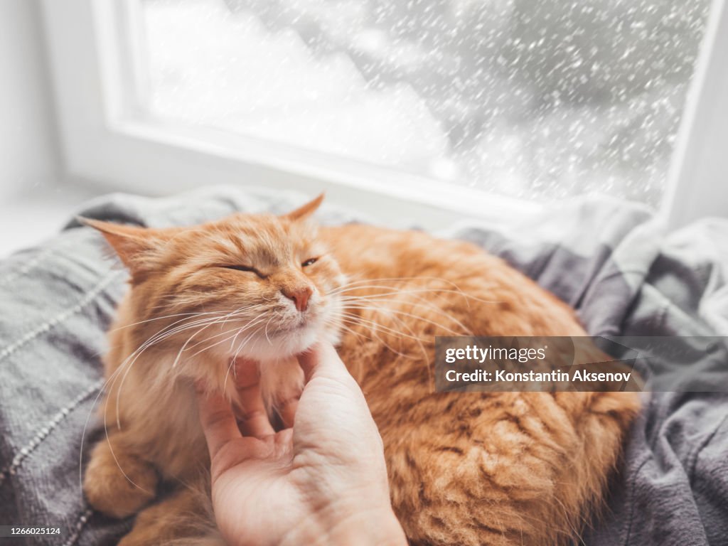 女人撫摸可愛的薑貓躺在窗臺上的毯子上。蓬鬆的寵物快樂地咕咕叫。外面的下雪天氣。舒適的家。