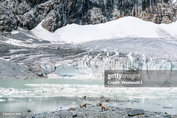 ibexes near melting glacier against mountain - swiss ibex stockfoto's en -beelden