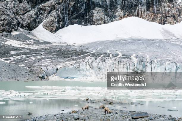 ibexes near melting glacier against mountain - swiss ibex bildbanksfoton och bilder