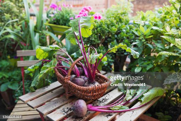 basket of common beets harvested from balcony vegetable garden - common beet stock pictures, royalty-free photos & images