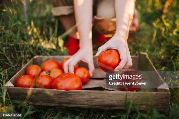 ruikt naar vers geplukte groenten - harvest basket stockfoto's en -beelden