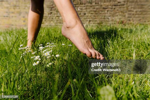 feet of a woman walking in grass - barefoot foto e immagini stock