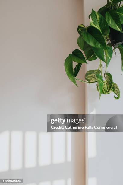 green hanging plant, in front of a white wall, with sunbeams creating light effect - hanging basket stock pictures, royalty-free photos & images