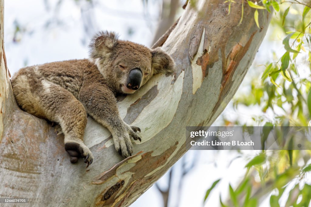 Sleepy koala in a eucalyptus tree on a sunny morning.