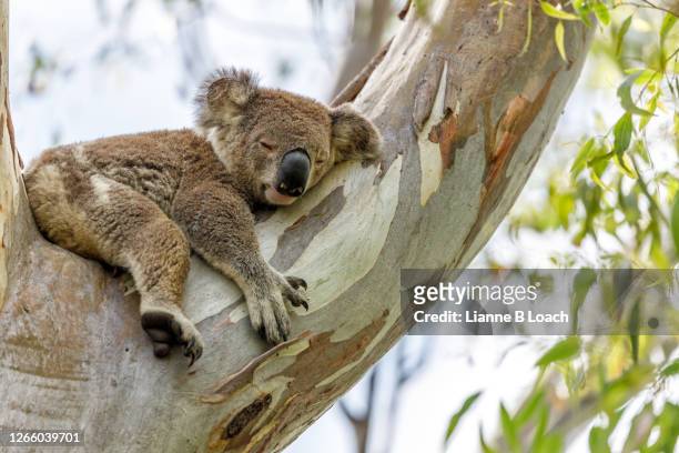 sleepy koala in a eucalyptus tree on a sunny morning. - australia stock-fotos und bilder
