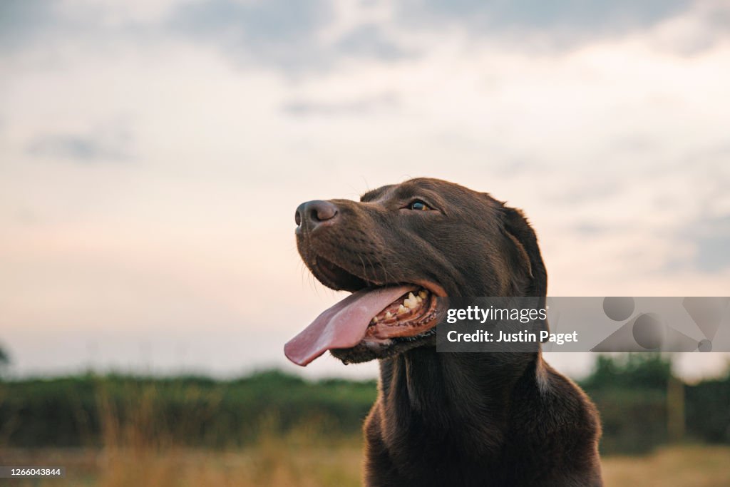 Profile shot of a happy chocolate labrador at sunset
